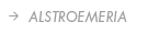 Alstroemeria