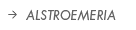 Alstroemeria