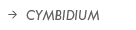 Cymbidium